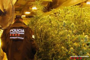 Marihuana disfrazada de alternadores: la ingeniosa estrategia de los narcos para exportar droga