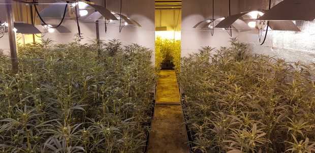 El interior de la nave de Esparreguera donde se realizaba la producción de marihuana