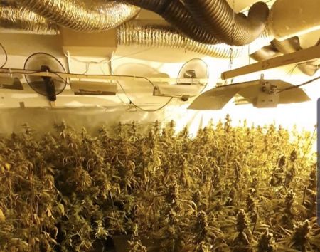 Incautadas 1.300 plantas de marihuana en Sant Esteve Sesrovires