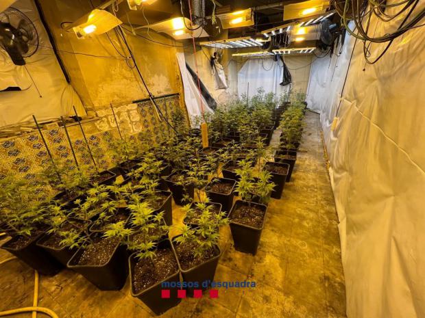 Desmantelada una plantación de marihuana en una casa de Martorell