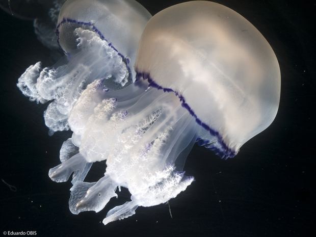 Rhizostoma pulmo es una de les medusas más grandes del Mediterráneo.