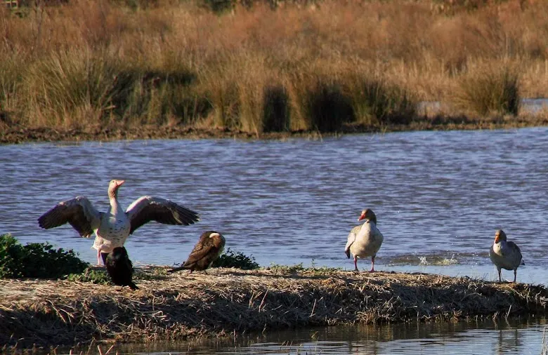 Estas son las mentiras que abocan al Delta del Llobregat a una millonaria multa europea