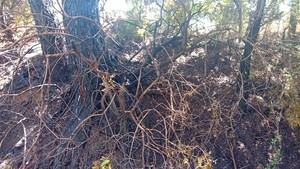 Vallirana refuerza la alerta por riesgo de incendios forestales