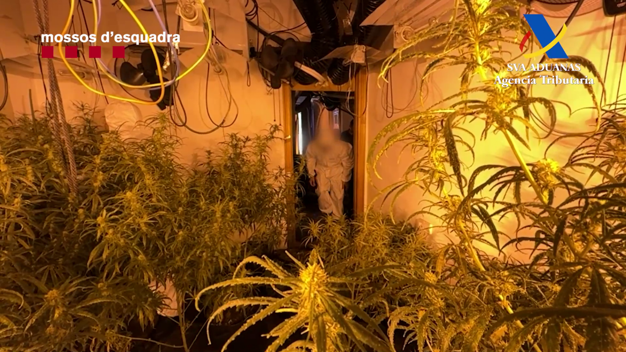 Cae una compleja red de mafias de narcotráfico internacional con ramificaciones en Gavà