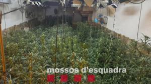 Detenido por usar electricidad clandestina para cultivar 1.300 plantas de marihuana en su casa