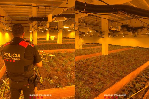 Desmantelada una plantación ilegal en una nave industrial del polígono Can Comelles de Esparreguera