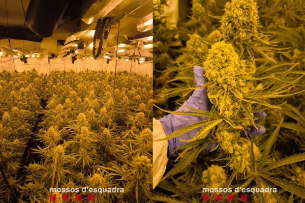 Desmantelada una plantación de 1.300 plantas de marihuana en un domicilio de Collbató