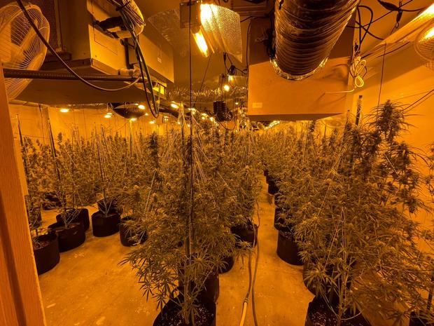 Desmantelada una plantación de marihuana en una nave industrial de Martorell