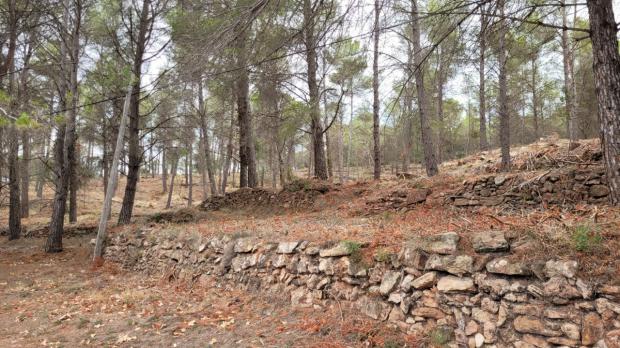 El Ayuntamiento de Begues ha reducido la masa forestal y recuperado el paisaje original