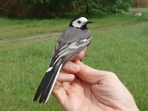 Abrera registra 82 aves anilladas en jornada científica de SEO/BirdLife
