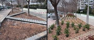 Finaliza la plantación de nuevos arbustos en las parterres de la calle Jaume Balmes de Sant Feliu