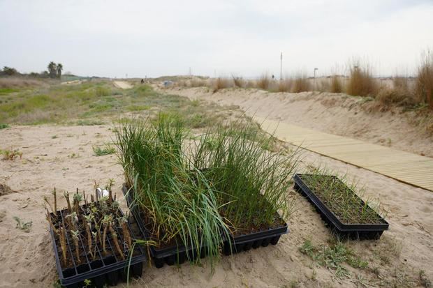 300 estudiantes plantan 3.000 plantas autóctonas para reforzar los sistemas dunares
