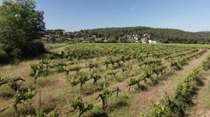 Abren los censos provisionales para las elecciones agrarias de 2026 en Begues