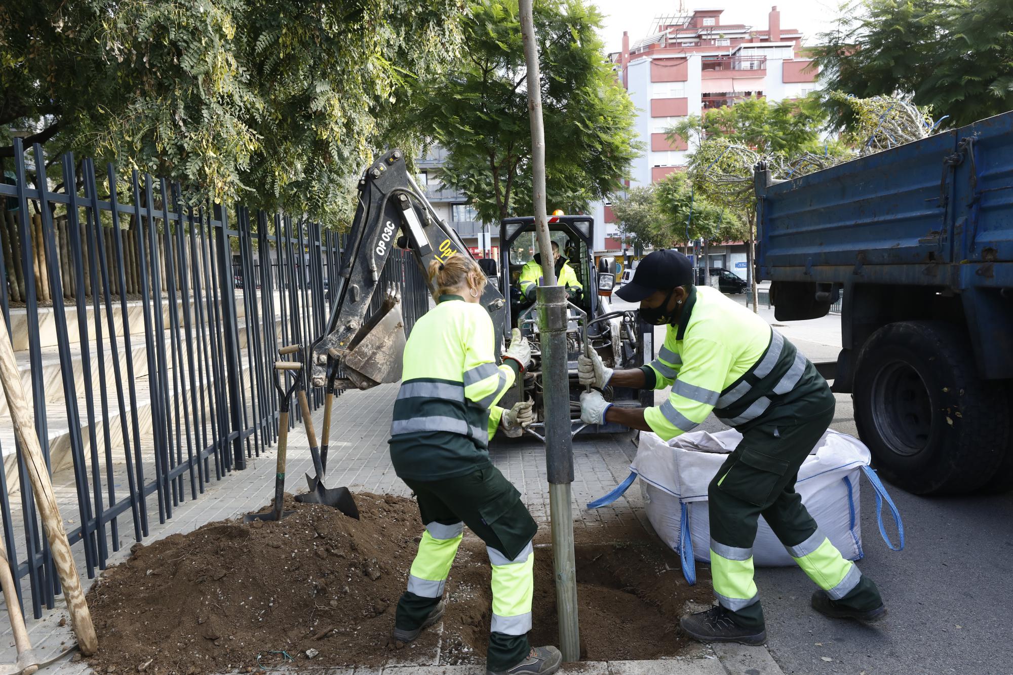 L’Hospitalet incrementa el número de árboles en las calles, plazas, parques y jardines