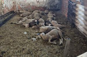 Decenas de ovejas en condiciones extremas en una nave ilegal de Martorell en plena Fiesta del Cordero