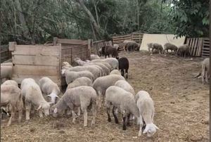 El macabro hallazgo en una finca de Sant Esteve: pieles de oveja, sangre y 180 corderos sin identificar