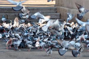 ¡No lo hagas! Alimentar a las palomas en el Baix y L'Hospitalet puede tener consecuencias devastadoras