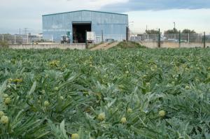 Apoyo al campesinado del Delta de Llobregat: Sant Boi toma medidas definitivas