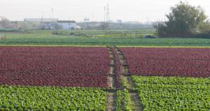 Victoria para los agricultores. El Parlament frena la ampliación de las ZEPA del Delta