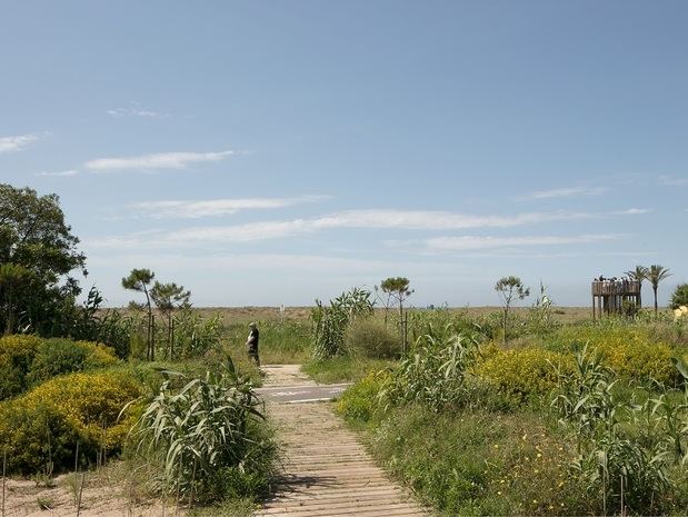 Dunas junto al paseo marítimo de El Prat.