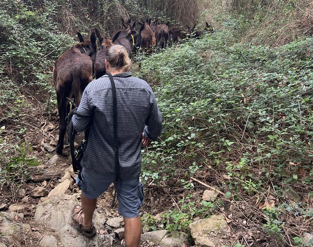 Descubre cómo un rebaño de burros y cabras salva bosques y lucha contra el cambio climático