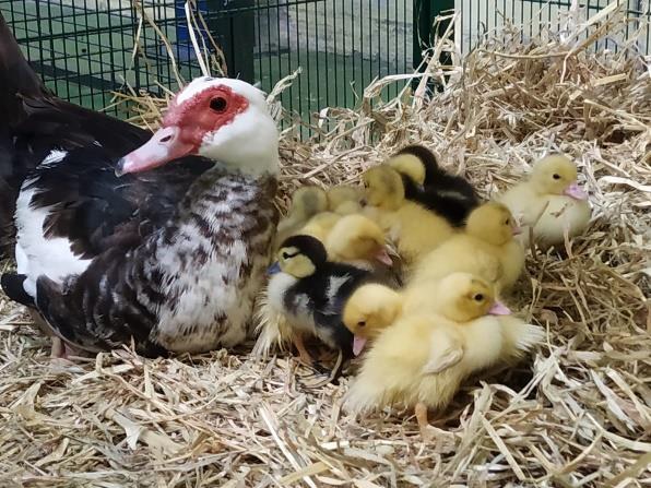 Algunos patitos nacieron durante el inicio de la campaña para mejorar la calidad de vida de estos animales en Can Mercader.