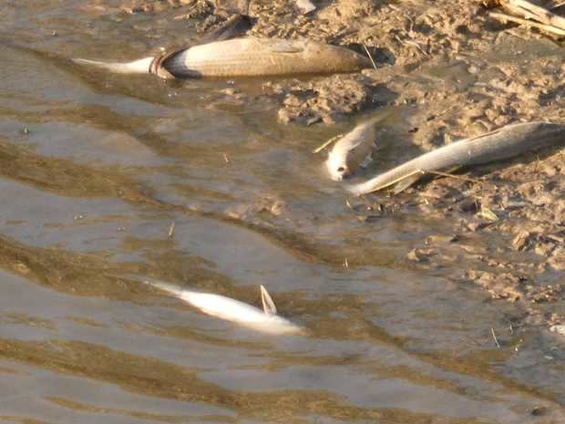 ERC exige que se investigue la aparición de peces muertos en el río Llobregat