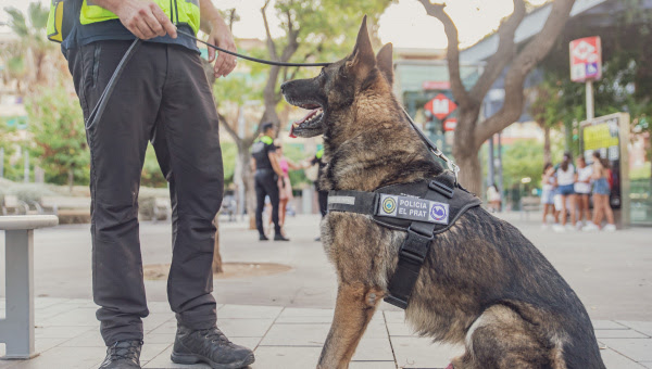 La policía local refuerza sus dispositivos de seguridad con perros adiestrados