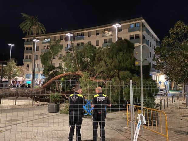 Cae el pino de grandes dimensiones de la plaza del Ayuntamiento de L'Hospitalet de Llobregat