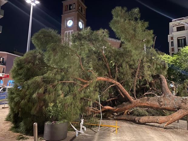 Cae el pino de grandes dimensiones de la plaza del Ayuntamiento de L'Hospitalet de Llobregat