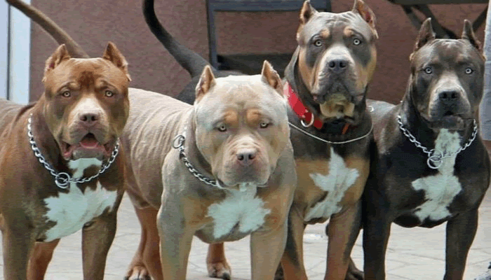 En estado critico la mujer atacada por uno de sus tres pitbulls en Sant Vicenç dels Horts