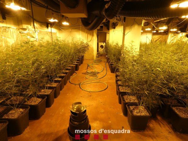 Los Mossos desmantelan una plantación de marihuana en un local de Esplugues