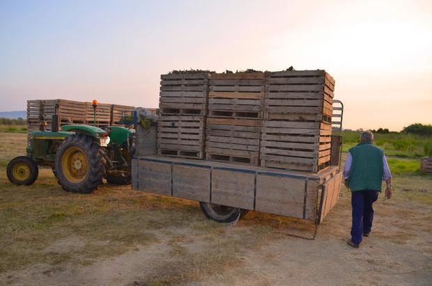 Los agricultores pratenses comienzan a plantar la nueva cosecha de alcachofas