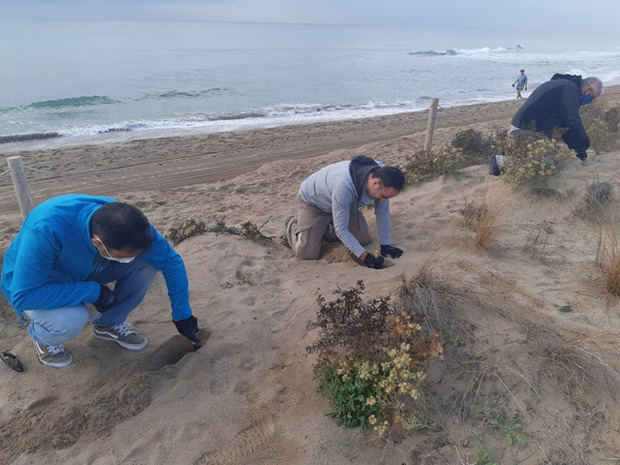 Voluntarios de Endesa han plantado 90 arbustos en la playa de Gavà para preservar el litoral