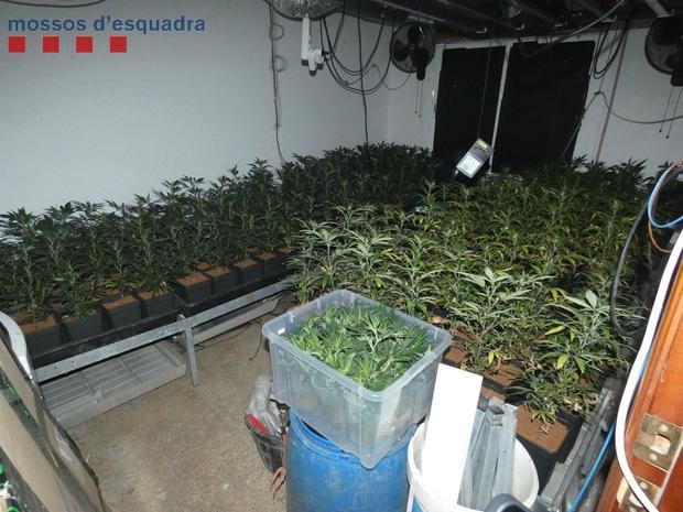 Desmantelada una plantación de marihuana indoor y otras sustancias en un piso de Molins de Rei