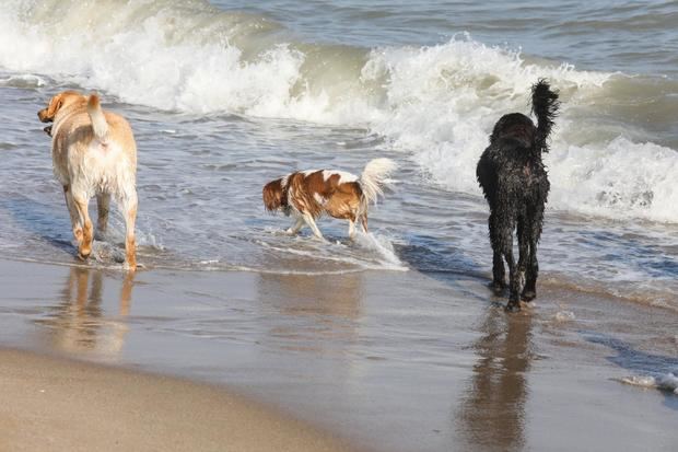 Gavà amplía la temporada de la playa perruna