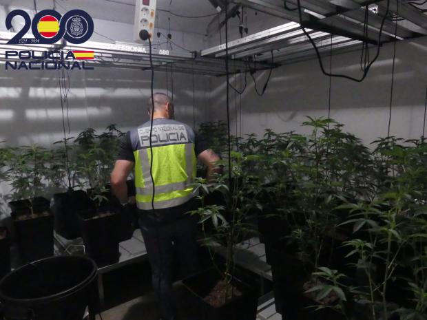 Desmantelados tres cultivos de marihuana en Barcelona, en la frontera con el polígono Granvia Sud