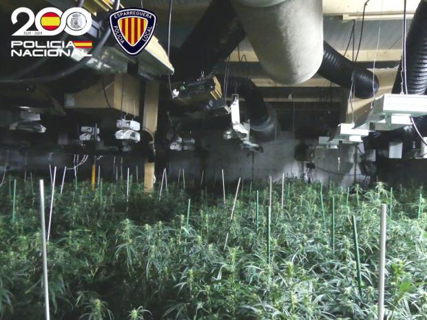 Tres detenidos por cultivar 237 plantas de marihuana en una nave industrial de Esparreguera