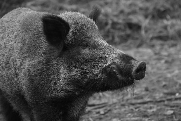 Un perro salva a un niño de 4 años de un ataque de jabalíes en Sant Vicenç