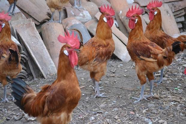El Prat fa efectiva la compra de la principal granja avícola del pollastre Raça Prat