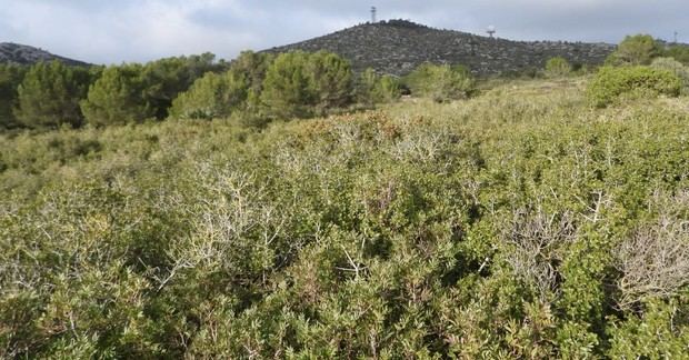 Begues inicia en enero un proyecto para proteger la biodiversidad y prevenir incendios