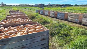 Viladecans presume de buena cosecha de tomates y calabazas y los impulsa como productos estrella