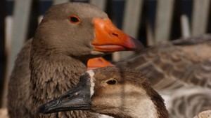 Prohíben el mantenimiento de aves de corral al aire libre en el Baix Lobregat