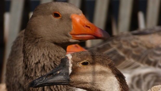 Prohíben el mantenimiento de aves de corral al aire libre en el Baix Lobregat