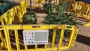 Sant Boi convierte sus árboles de Navidad en compuesto vegetal: una solución ecológica