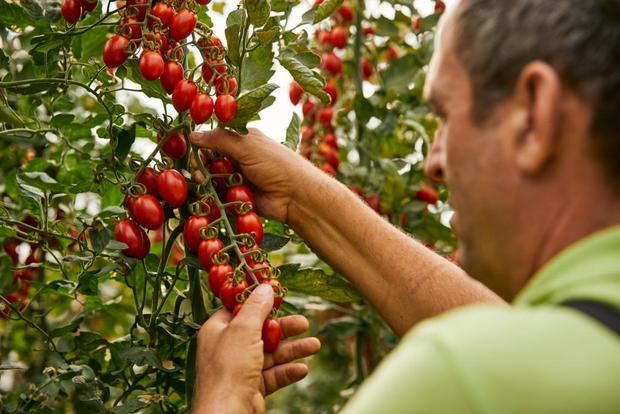 El cherry de Viladecans, un tomate de la pera