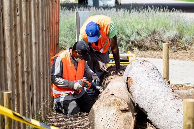 Los árboles caídos por los temporales se convierten en refugios para la diversidad en 17 parques del Baix