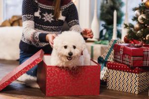 ¡Sorpresa de Reyes! Este regalo no es un juguete, tiene 4 patas y mueve la cola... ¿Qué hacer ahora?