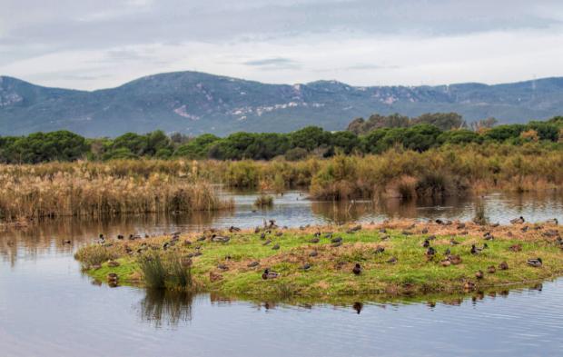 La verdad y la gran mentira del Delta del Llobregat: cuando lo natural también es artificial