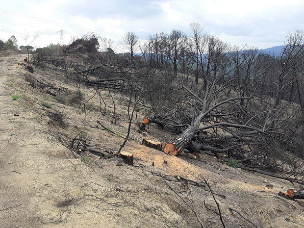Comienza la segunda fase de los trabajos forestales en la zona del incendio de Castellví
